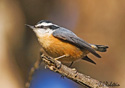 Sitta canadensis